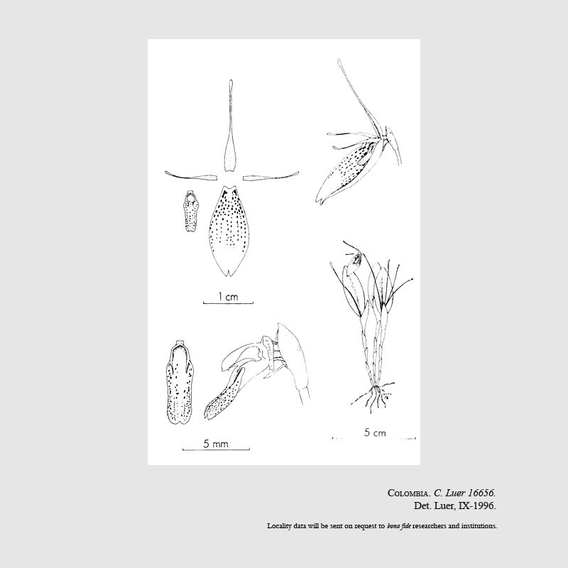 Restrepia escobariana